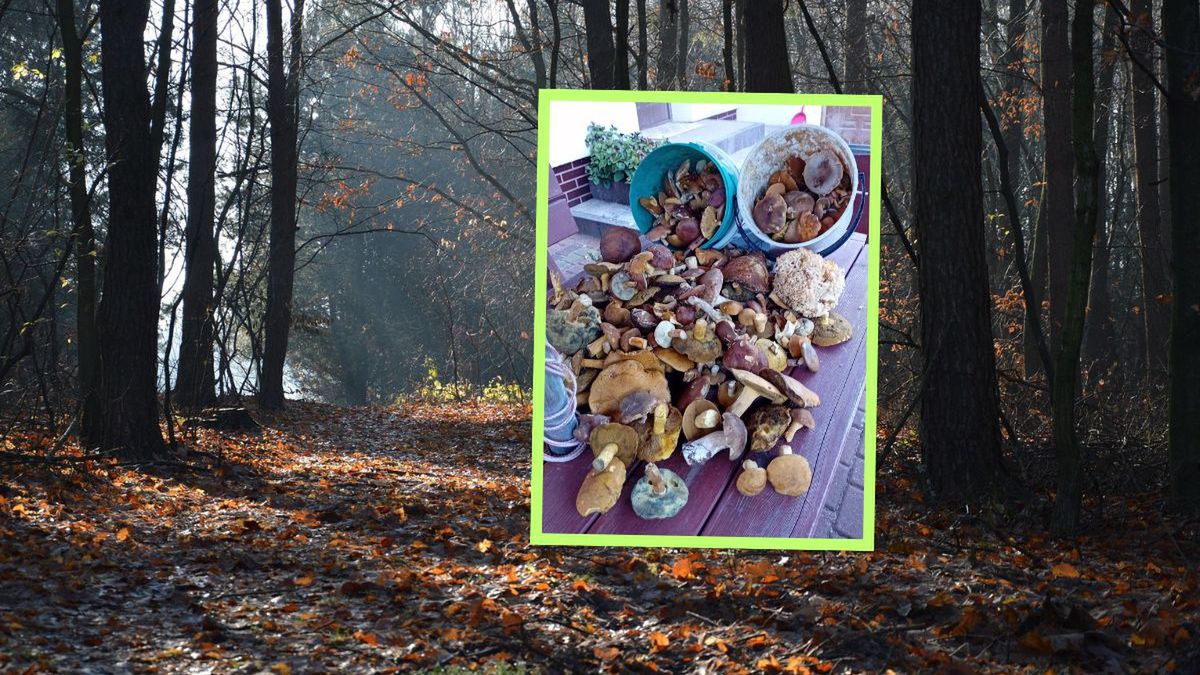 Wielkie grzybobranie Pani Iwony