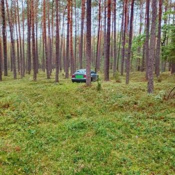Nie podjeżdżaj samochodem pod same grzyby. Apel leśników z Gostynina