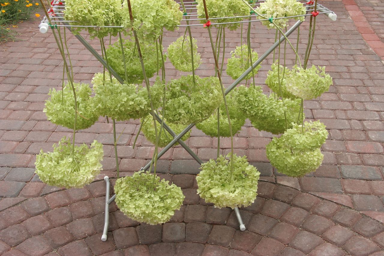 Jak zasuszyć kwiat hortensji? Zrób tak, a nie straci koloru