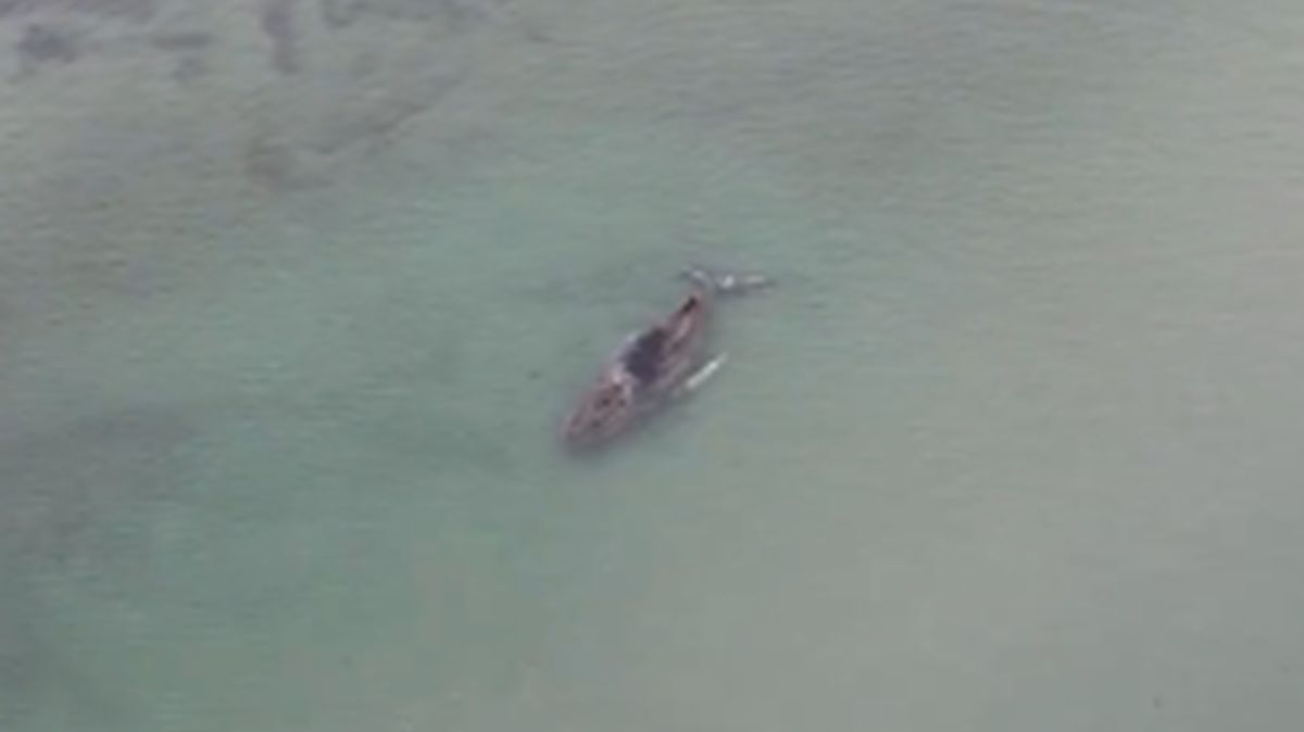 Wieloryb utknął na Bałtyku.