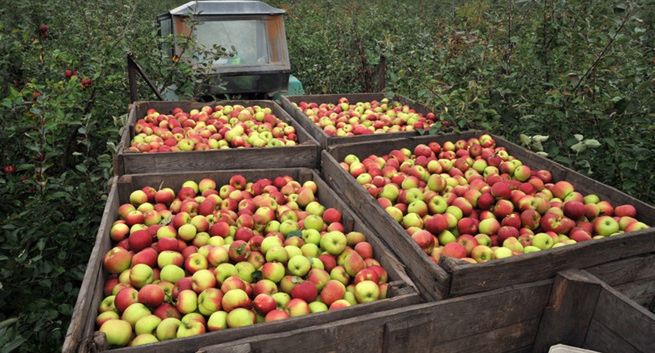 Duży popyt na polskie produkty spożywcze w Zjednoczonych Emiratach Arabskich
