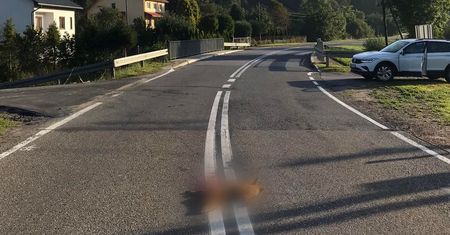 Zdjęcie z Bieszczadów. Leśnik chwycił za telefon. Bardzo smutne