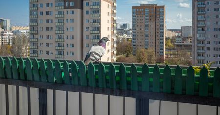 Gołębie wracają na balkony. Warto zwrócić na to uwagę