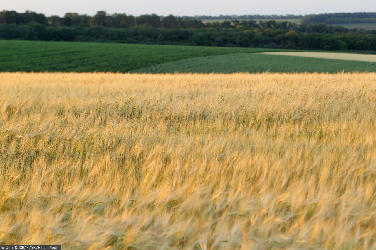 Ten kraj kupuje zboże skradzione Ukrainie przez Rosję. Władze ujawniają