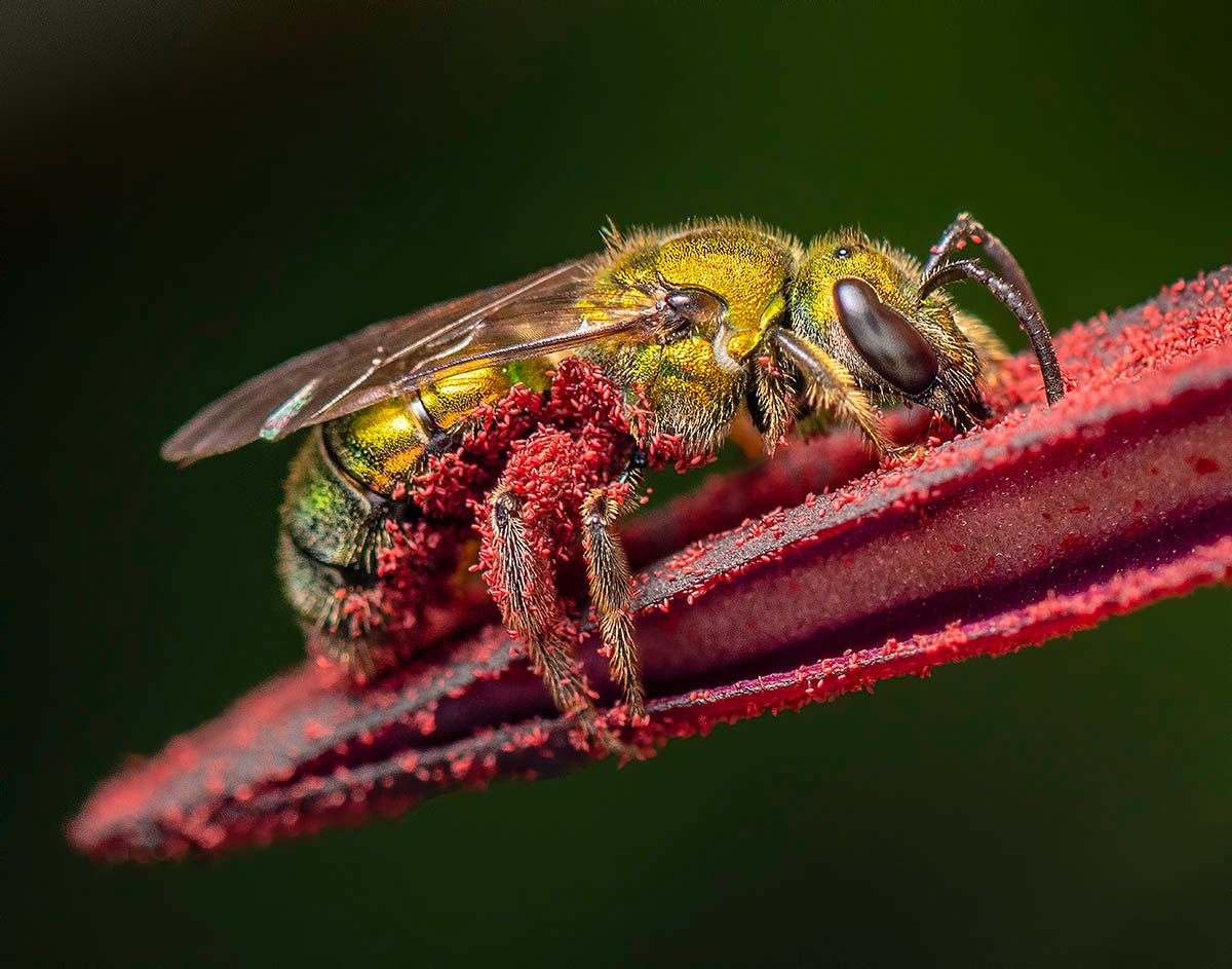 Najlepsze zdjęcia przyrody w konkursie International Garden Photographer of the Year 7