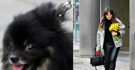 Wiosenna Rusin z kwiatami i Czarkiem Lisem na smyczy (ZDJĘCIA)