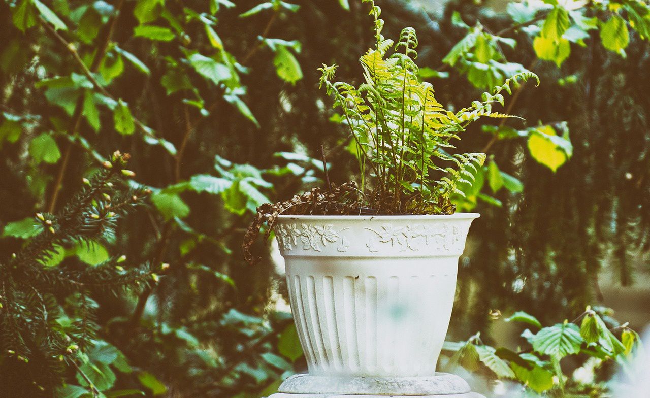 What to do to make a fern lush?