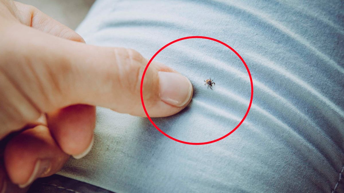 Zakładasz do lasu? Lepiej tak nie rób, przyciągają kleszcze jak magnes