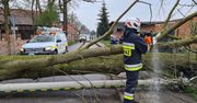 Drzewo przewróciło się na budynek