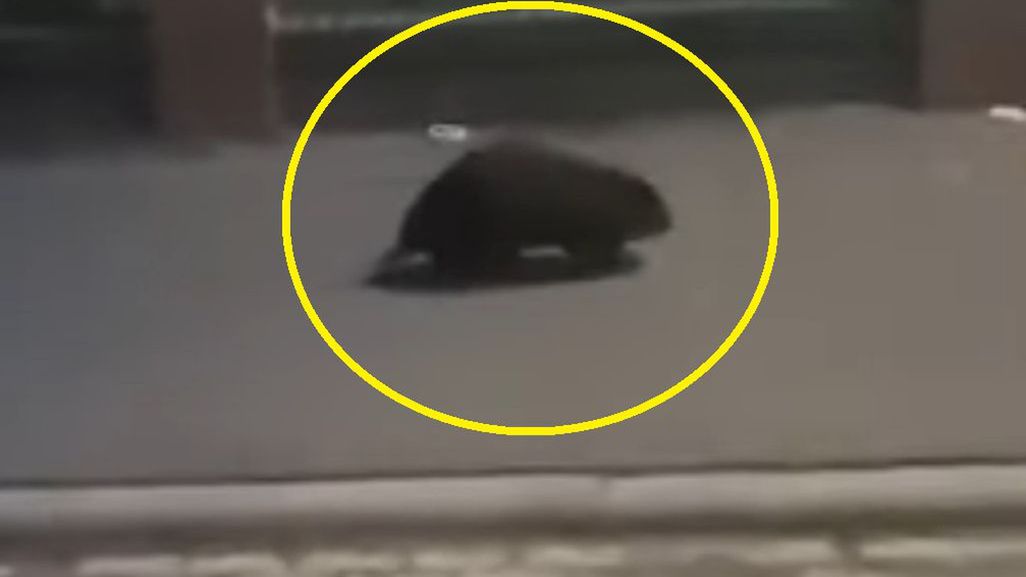 Bóbr spacerował po Gnieźnie!