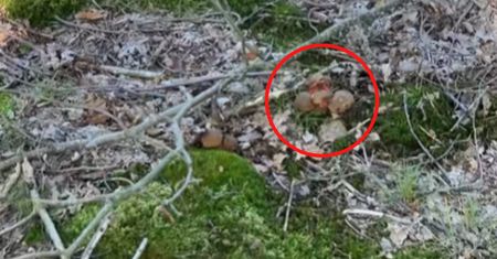 "Hoho". 280 tys. wyświetleń. Napotkał taką "rodzinkę" w lesie