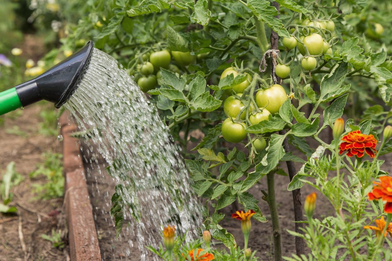 Podlewasz pomidory w ten sposób? Przez to tracą smak
