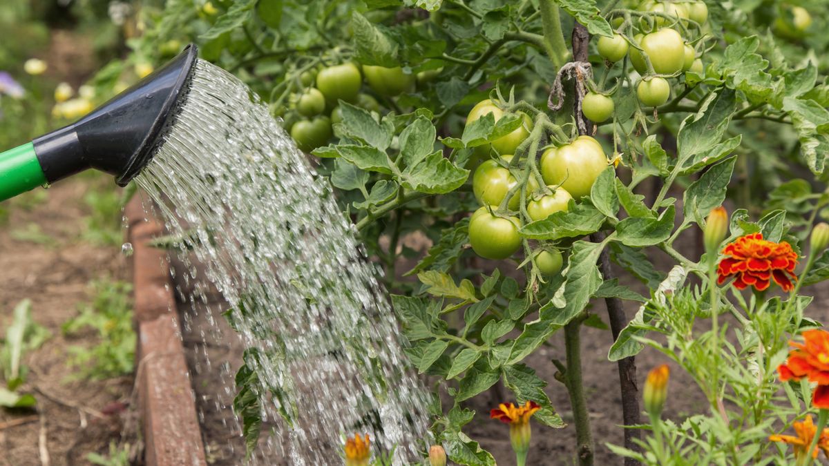 watering, garden, watering can, watering garden, water, vegetable, tomato, organic, eco, bio, farming, cultivation, growing, tomatoes, vegetables, can, plant, leaf, leaves, vertical, green, sunlight, heat, sunny, weather, summer, nature, close up, closeup, fresh, garden bed, outdoors, agriculture, greens, spring, growth, gardening, farm, seedling, soil, grow, food, ground, bright