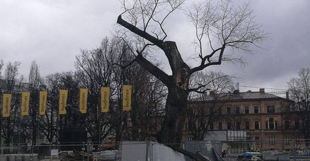 Plac Litewski w Lublinie. Co w miejsce baobabu? Już wiemy
