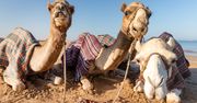 Zjednoczone Emiraty Arabskie zimą. "Najlepszy moment"