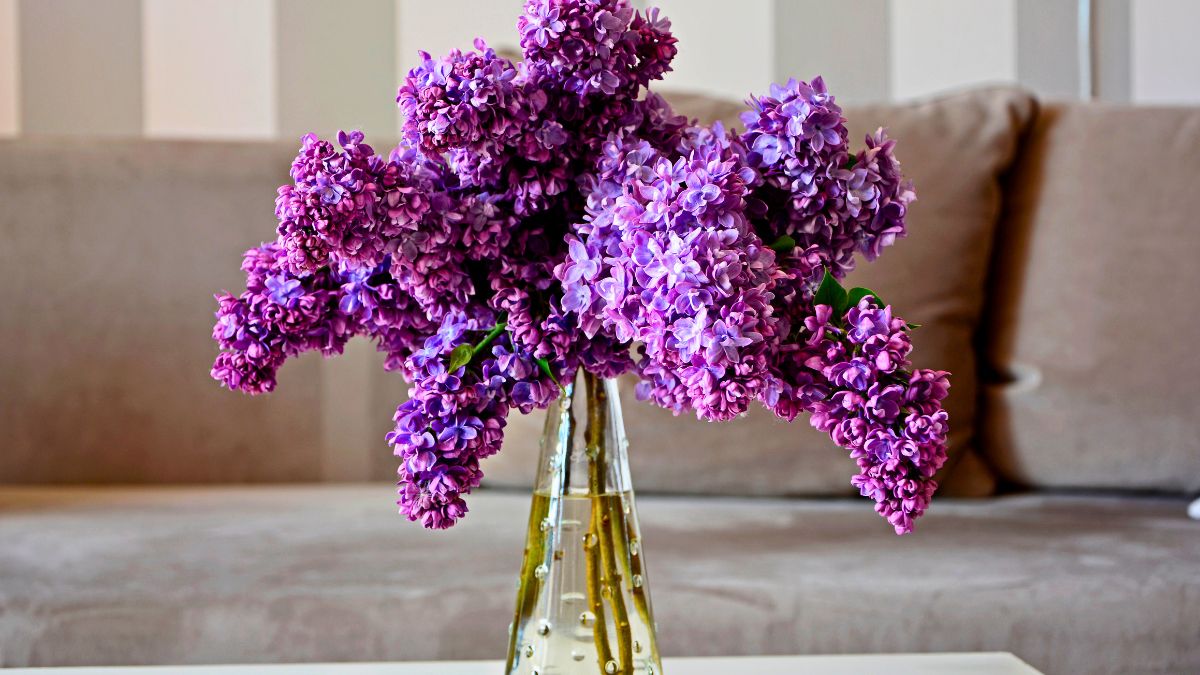 Tak ratuję bez w wazonie 