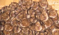 Łazy. Dzicy lokatorzy na strychu, sensacyjne odkrycie