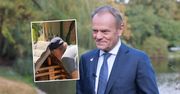 Donald Tusk pokazał zdjęcie z wnuczką. W komentarzach burza