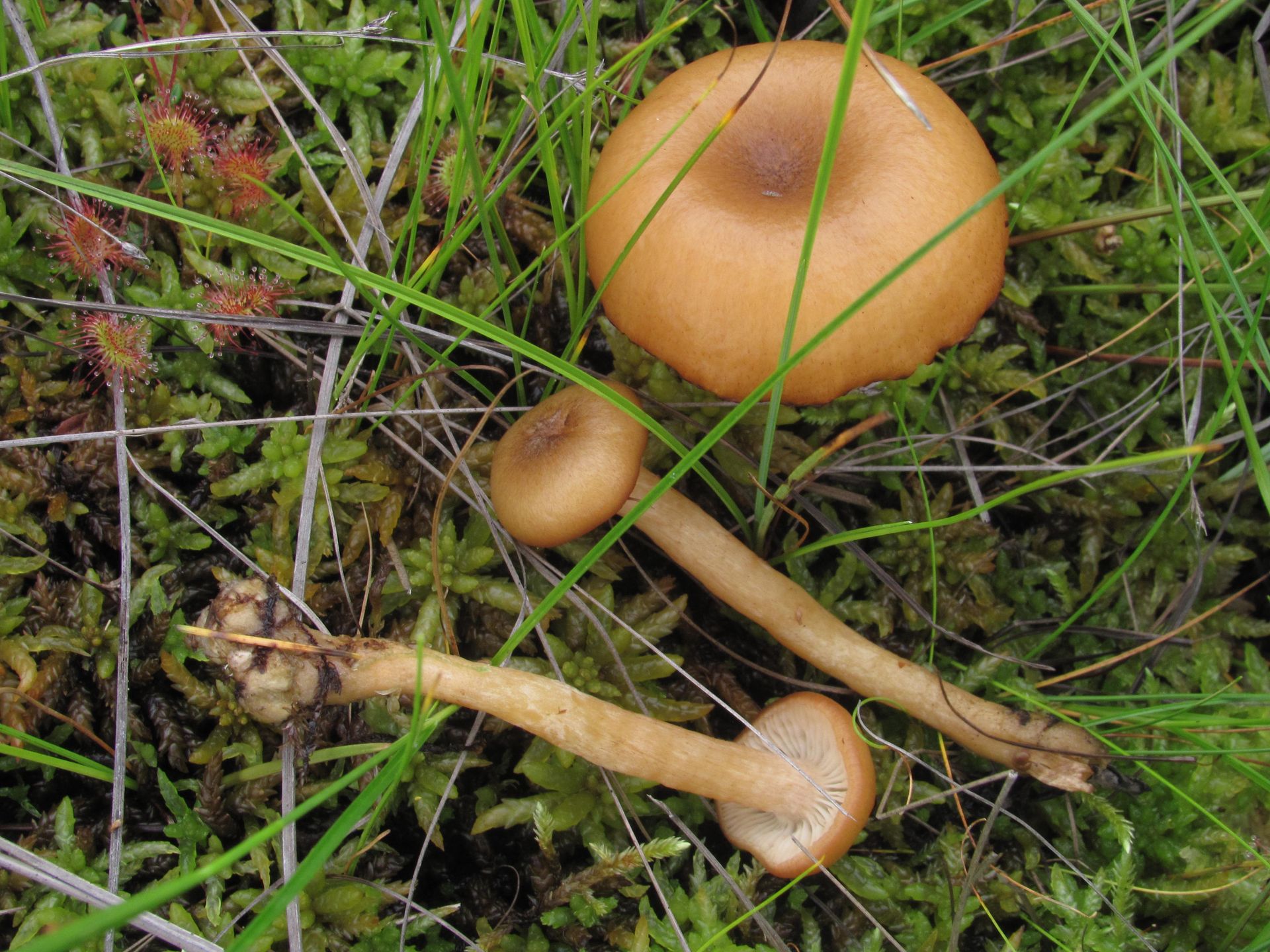 Podpieńka torfowiskowa