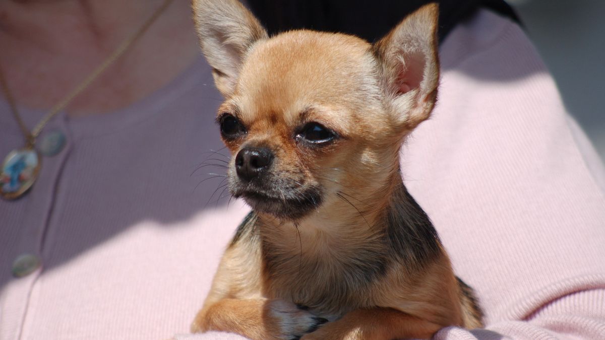 Brytyjka nie ustaje w poszukiwaniach swojego psa. Wydała już ponad 100 tys. zł, by go znaleźć  