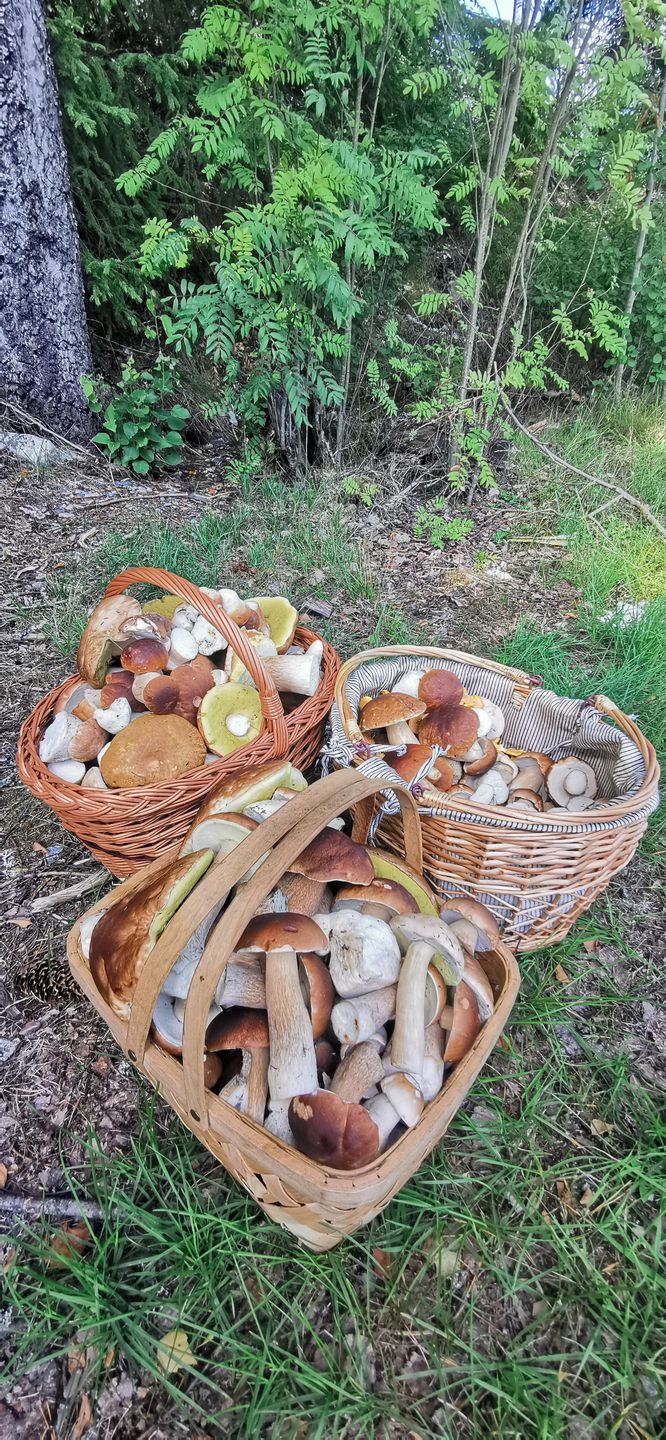 W Norwegii w 10 minut można nazbierać pełen koszyk grzybów. 