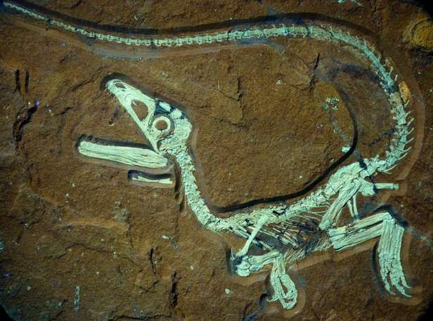 Bawaria świętuje odnalezienie idealnie zachowanego szkieletu dinozaura 2