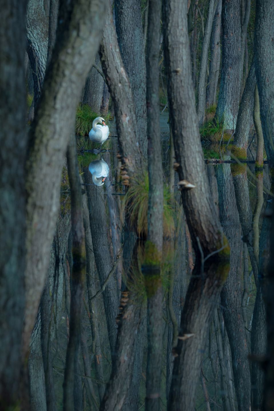 Zachwycająca natura Ziemi na zdjęciach z konkursu Nature Photographer of the Year 2015 8