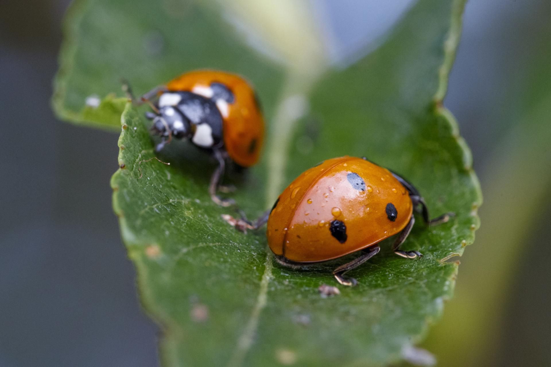 Plaga biedronek w Polsce