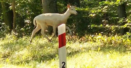 Niesamowity widok w Wielkopolsce. Leśnicy pokazali magiczne nagranie
