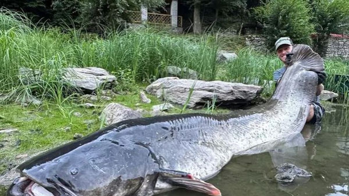 Czeski rybak pozujący do zdjęcia z rekordowo dużym sumem