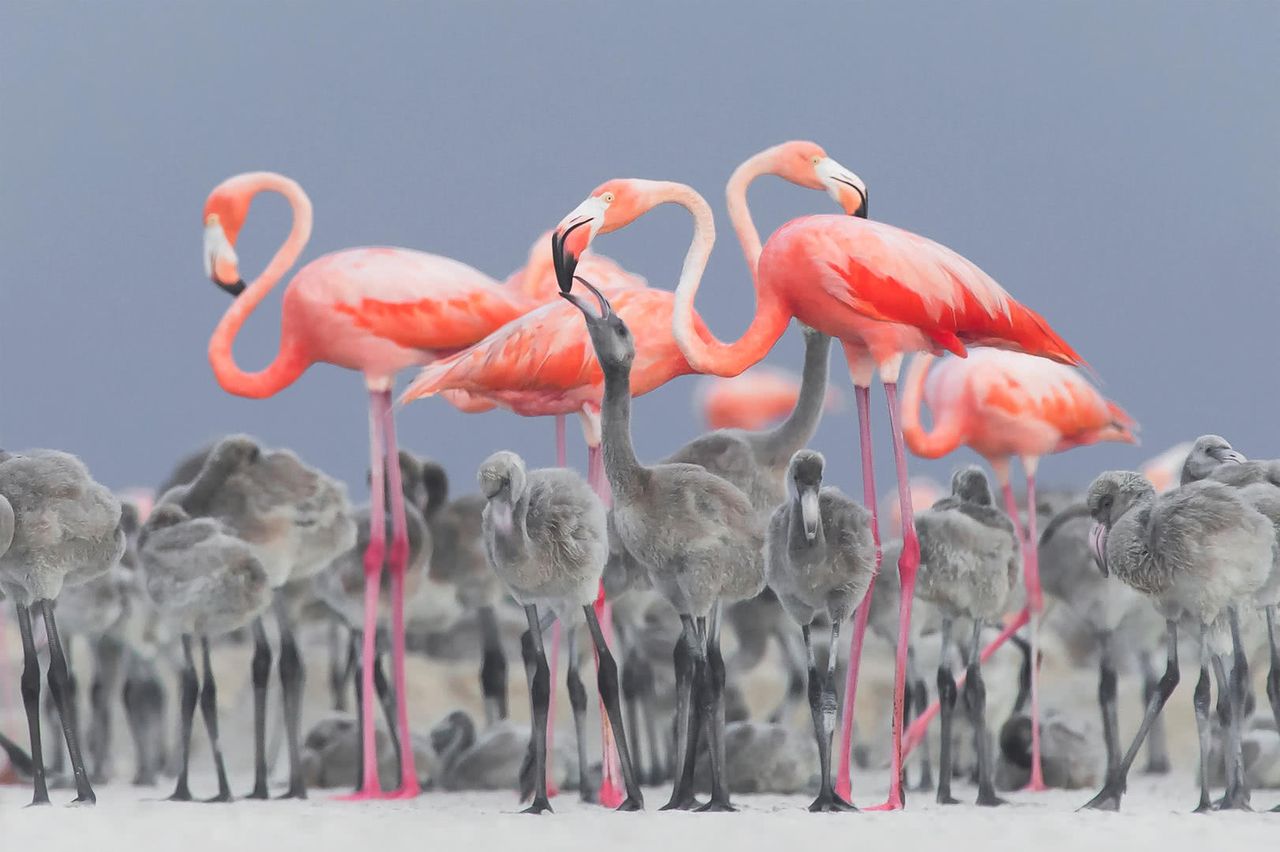 Oto najlepsze zdjęcia ptaków w konkursie Bird Photographer of the Year 2017