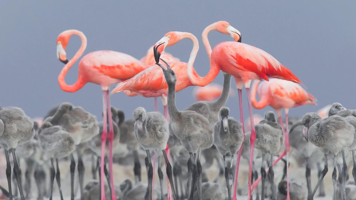 Oto najlepsze zdjęcia ptaków w konkursie Bird Photographer of the Year 2017 1