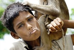 Małpy groźniejsze od tygrysa