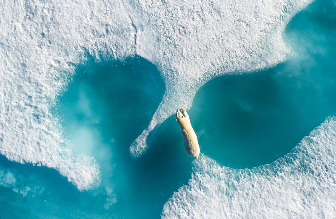Natura na zdjęciach zwycięzców konkursu The Nature Conservancy Photo Contest 2018 6