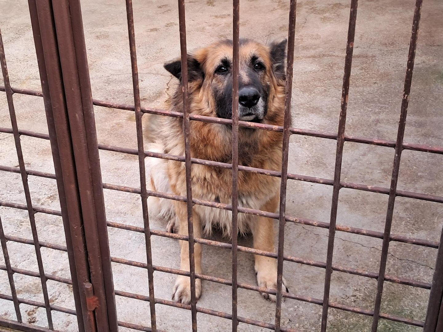 Najbardziej przerażone zwierzęta są zabierane do budynku