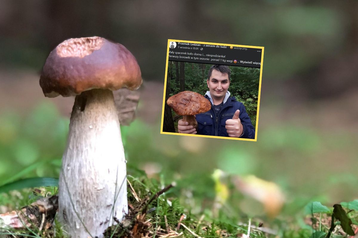 Ważył ponad kilogram. Pokazał zdjęcie borowika