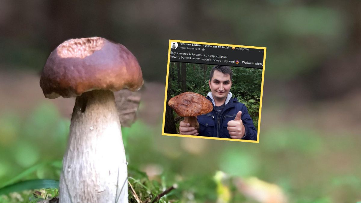 Znalazł borowika ważącego ponad 1 kg  