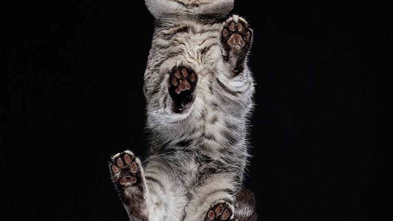 Zobacz jak wyglądają koty widziane od dołu! 1