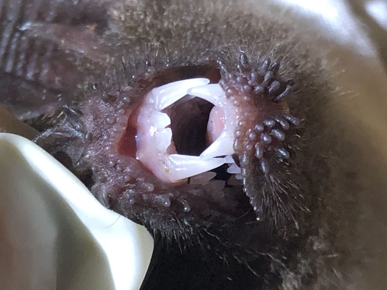 Drapieżca z Ameryki zaskakuje. Łowi skuteczniej niż lew