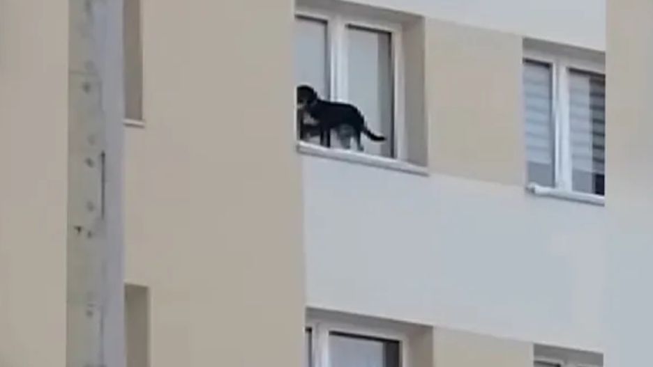 Lubin. Przerażony piesek na parapecie okiennym, okno zamknięte, a pod spodem dziewięć pięter - taką sytuację zarejestrowała z okna mieszkanka osiedla. Sprawcy grozi kara trzech lat więzienia