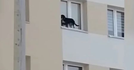 Lubin. Pies zostawiony na parapecie okna na 9. piętrze. Są zarzuty