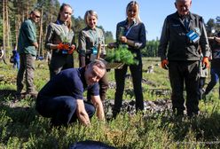 Przyjechał i posadził las. Zostały pnie i plac utwardzony kruszywem
