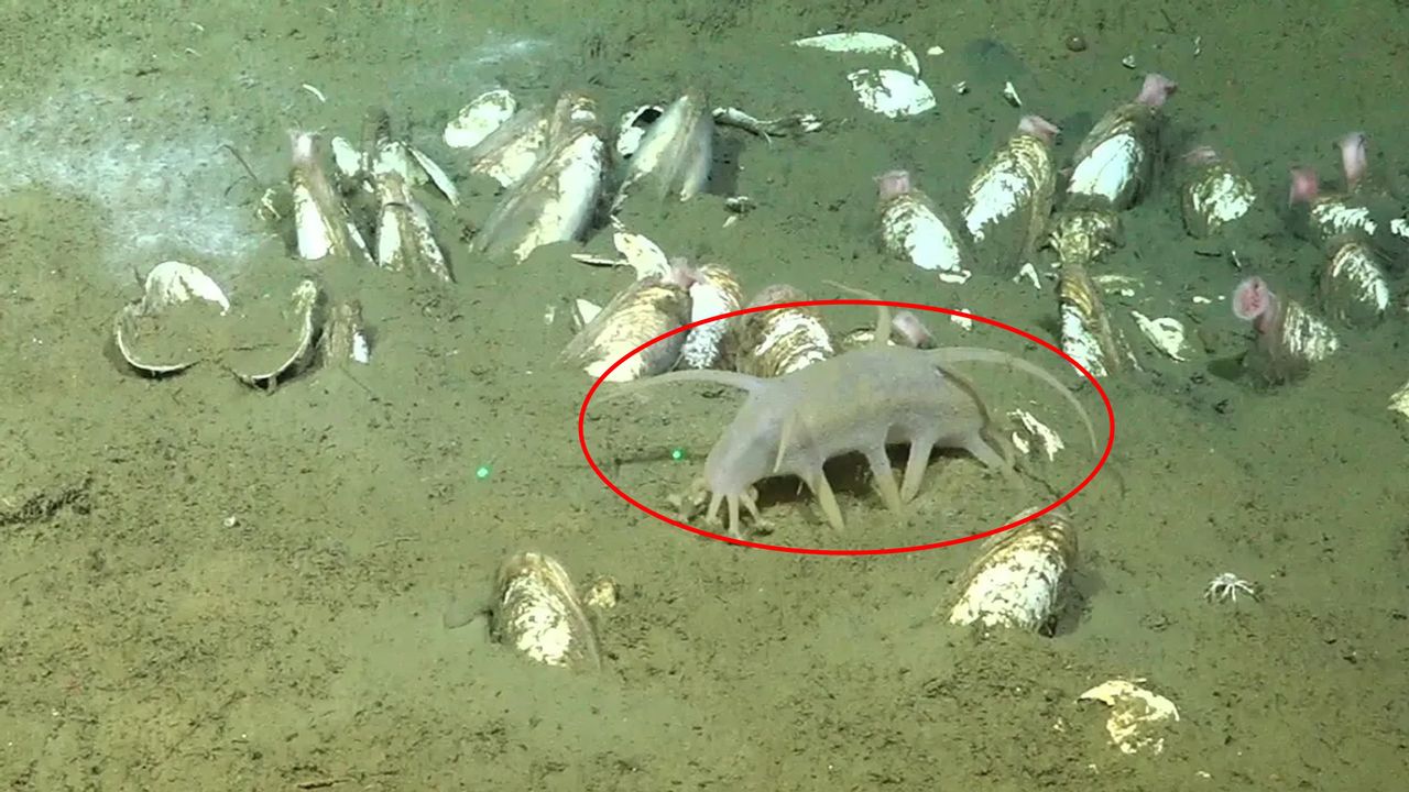 Guinea pigs live deep on the ocean floors