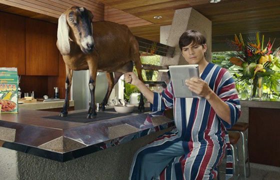 Ashton Kutcher dojąc kozę reklamuje tablety Lenovo Yoga 2 (wideo)