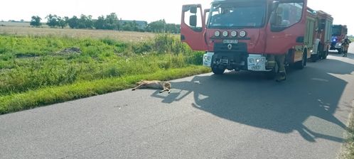 Zderzenie z sarną