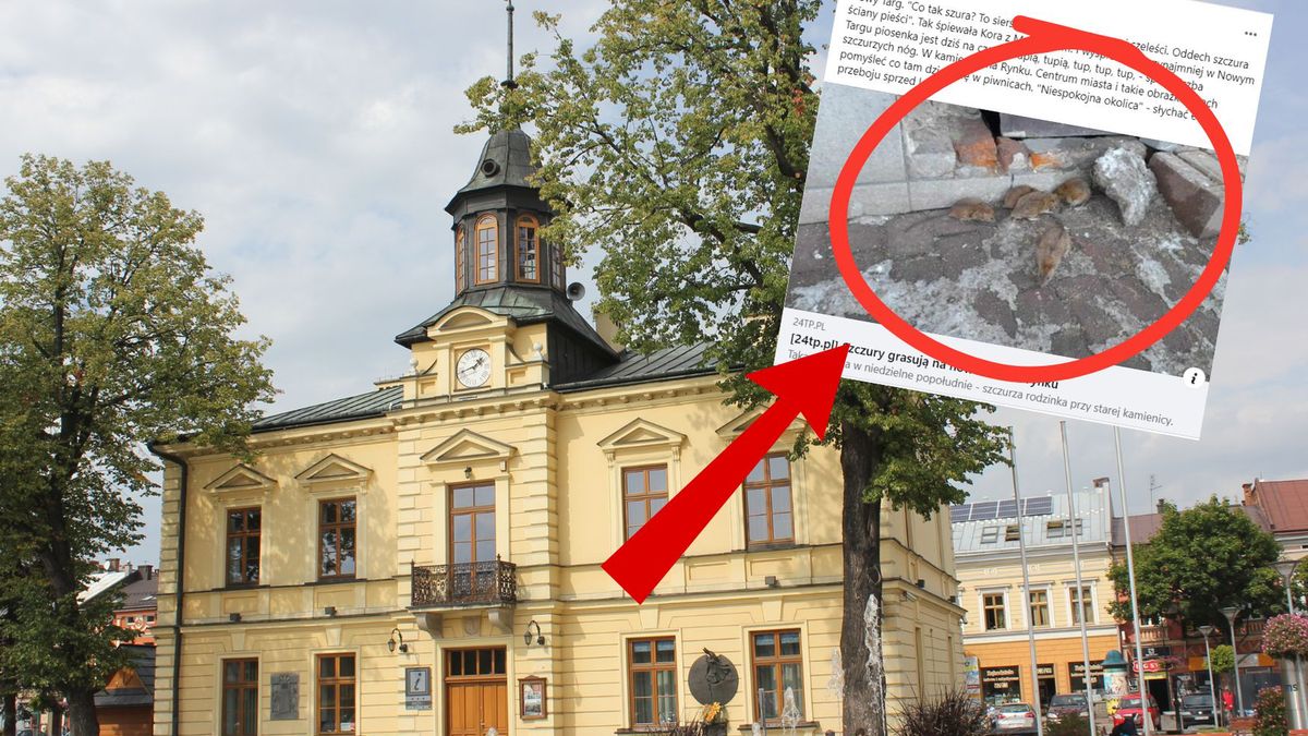 Szczury na rynku w Nowym Targu