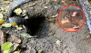 Plaga szczurów w polskim mieście. "Wskoczył mi na plecy"
