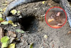 Plaga szczurów w polskim mieście. "Wskoczył mi na plecy"