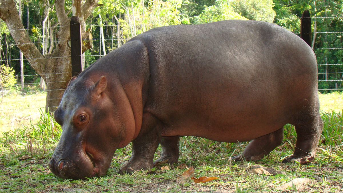 Decyzją sądu hipopotamy mają zostać odstrzelone