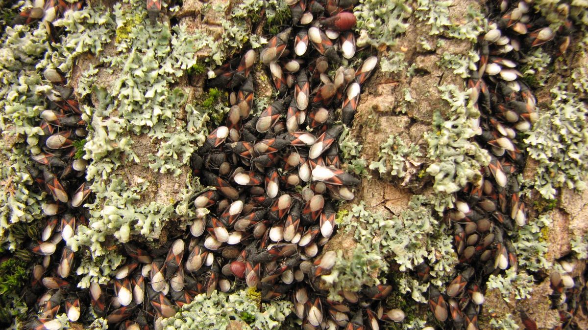 Na południu Polski obserwuje się plagę pluskwiaków śródziemnomorskich 